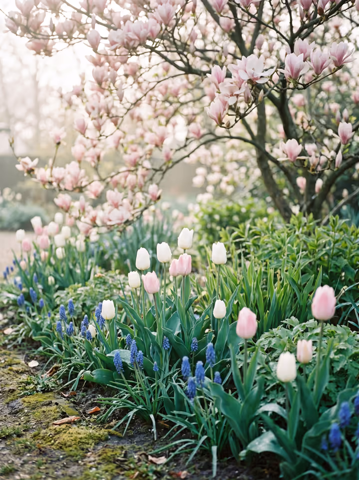 Een border in het voorjaar met witte en roze tulpen onder een bloeiende magnolia.